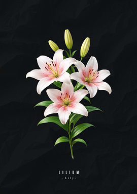 Elegant Lilium Lily on Black Background