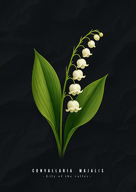 Lily of the Valley Illustration