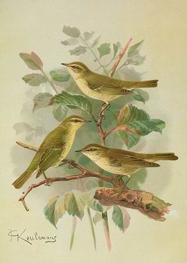 Vintage Bird Illustration by Keulemans
