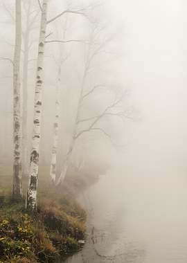 Misty Birch Trees by the Water