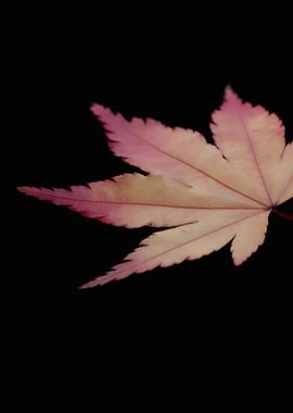 Pink Maple Leaf on Black Background