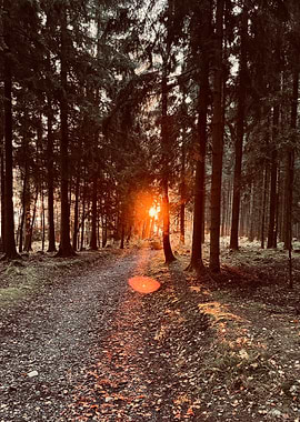 Forest Path at Sunset