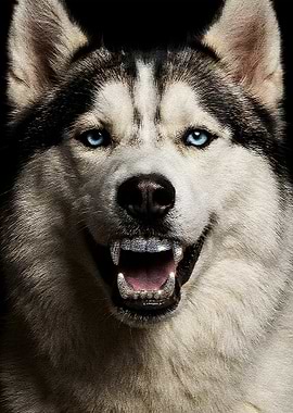 Husky with Diamond Grill