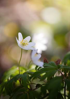 White Anemone Flower Close-Up