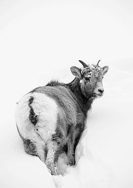 Bighorn Sheep in Snow, Black and White
