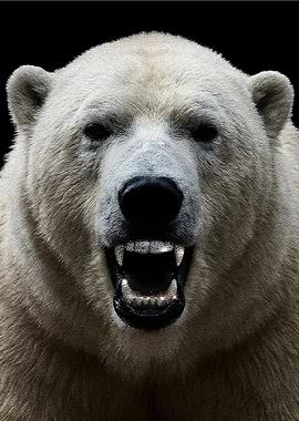 Polar Bear with Diamond Teeth