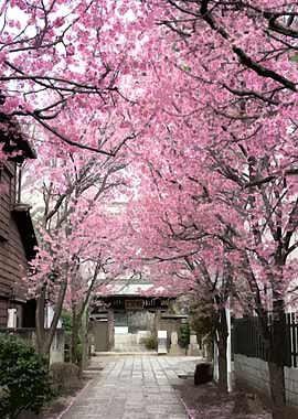 Cherry Blossom Path to Japanese Temple