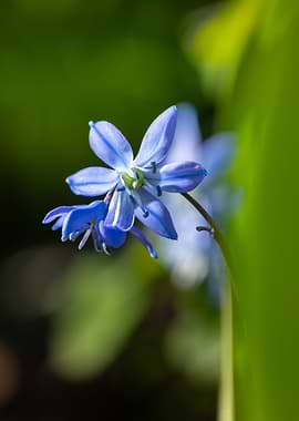 Delicate Blue Scilla Flower Close-Up