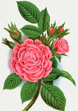 Vintage Pink Rose Botanical Illustration