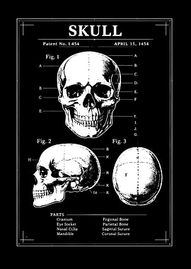 Skull Anatomy Patent Print