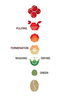 Coffee Bean Processing Stages Illustration