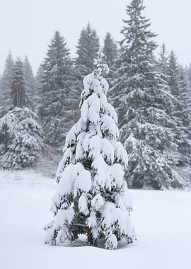 Snow-covered pine tree in winter forest