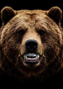 Grizzly Bear with Diamond Grill