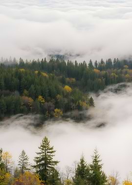 Forest in the Clouds