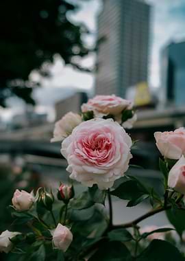 Pink Roses in Urban Setting