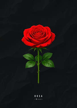 Elegant Red Rose on Black Background