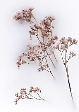 Dried Flowers in Milk Bath