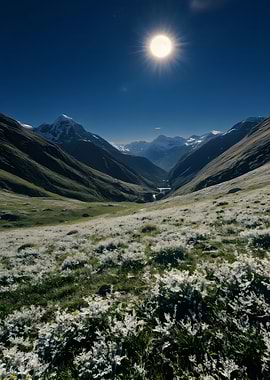 Mountain Valley with Flowers and Sunlight
