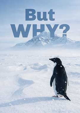 Penguin in Antarctica : But Why?