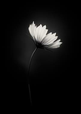 Monochrome Floral Elegance