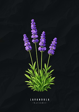 Lavender Illustration on Black Background