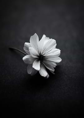 Monochrome Flower Still Life