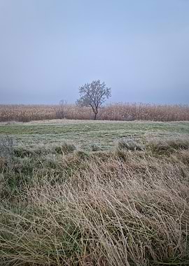 Winter Tree in a Field