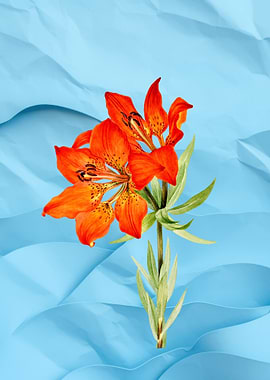 Orange Lily on Blue Abstract Background