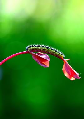 Green Caterpillar on Red Plant Stem with Soft Background