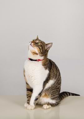 Tabby Cat Looking Up