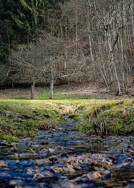Stream Through Forest in Early Spring