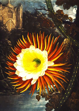 The Night Blooming Cereus