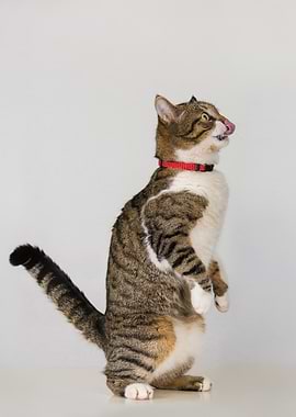 Cat standing on hind legs