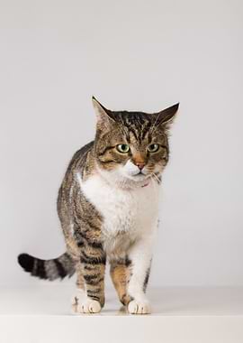 Tabby Cat with Green Eyes