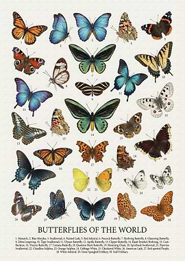 Butterflies of the World Poster