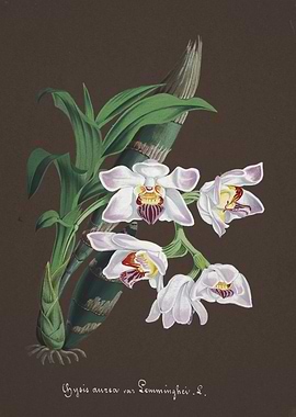 Orchid Botanical Illustration