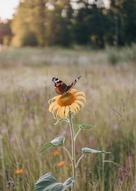 Butterfly on a Sunflower