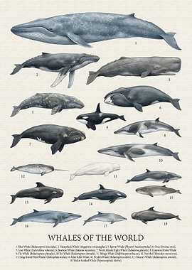Whales of the World Illustration