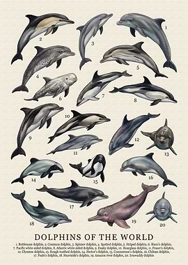 Dolphins of the World Illustration