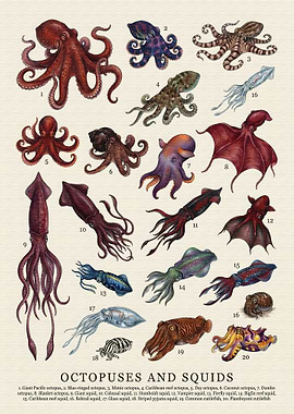 Octopuses and Squids Illustration