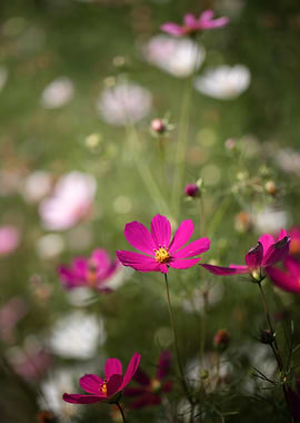 Vibrant Pink Cosmos Flowers in Bloom
