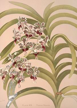 Vanda Suavis Orchid Illustration