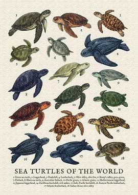 Sea Turtles of the World Illustration