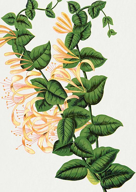 Vintage Honeysuckle Botanical Illustration