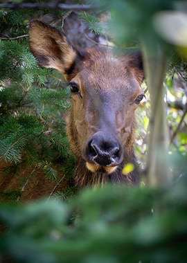 Elk peeking through pine trees