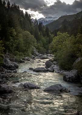 Soča River in Forest