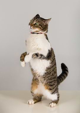 Cat Standing Upright