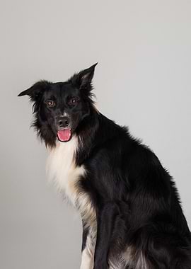 Border Collie Dog Portrait