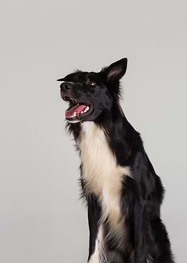 Border Collie Dog with Object on Head