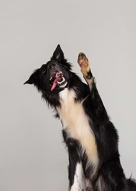 Playful Border Collie Dog